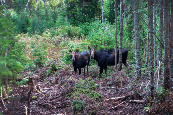 Une forêt de conservation et d'aménagement Deux orignaux à la Forêt Montmorency