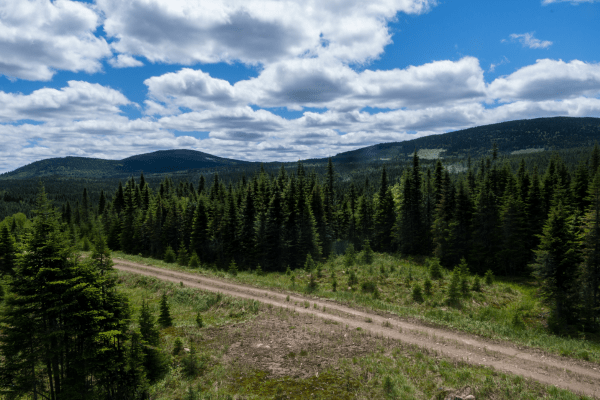Le réseau routier Une route à la Forêt Montmorency