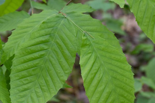 Photo en gros plan de feuilles d'un hêtre