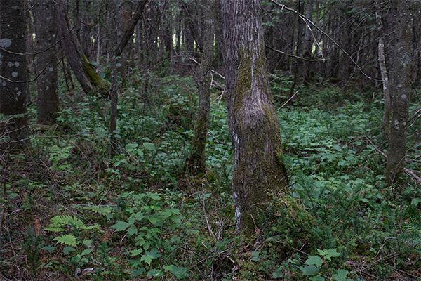 Forêt avec plusieurs arbres et végétation au pied des arbres