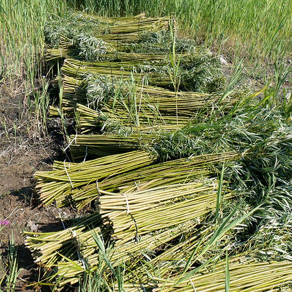 Paquets de tiges de plante reliées ensemble