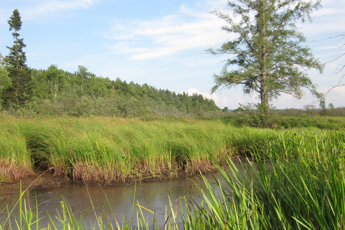 Paysage naturel en été