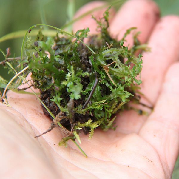 Échantillon de plante dans le creux de la paume