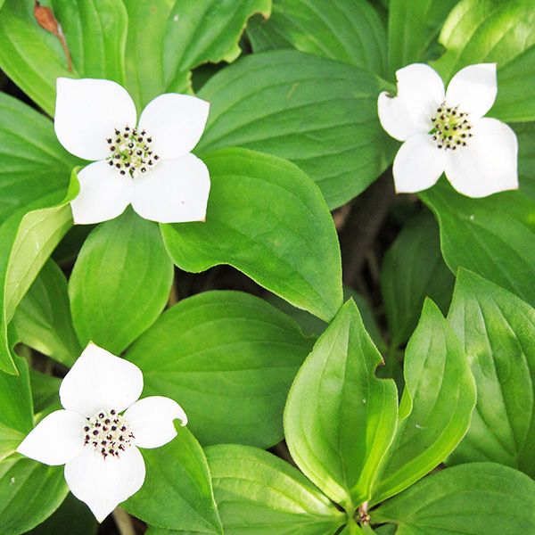 Plante sauvage avec fleurs blanches