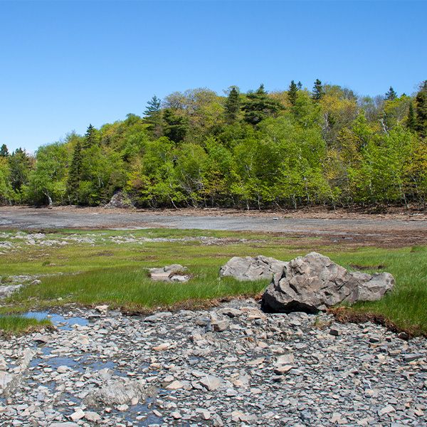 Paysage d'une berge