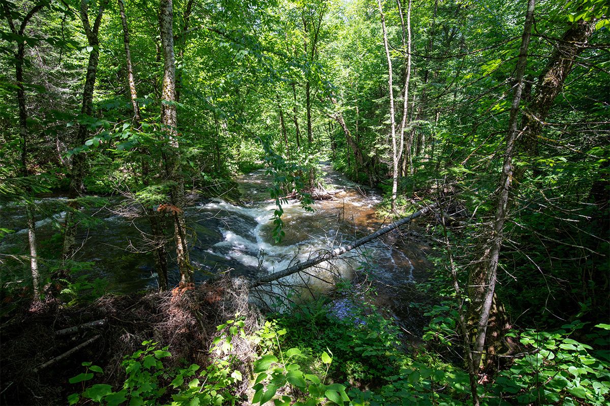 Forêt vue de l'intérieur avec une chute