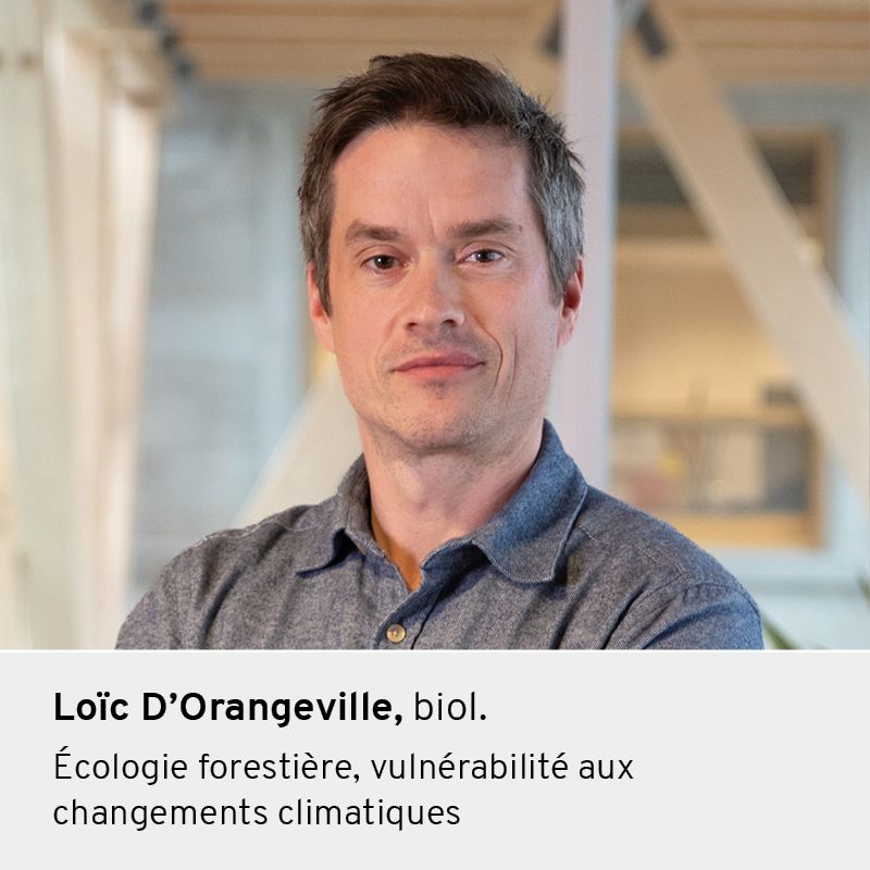 Loïc D'Orangeville