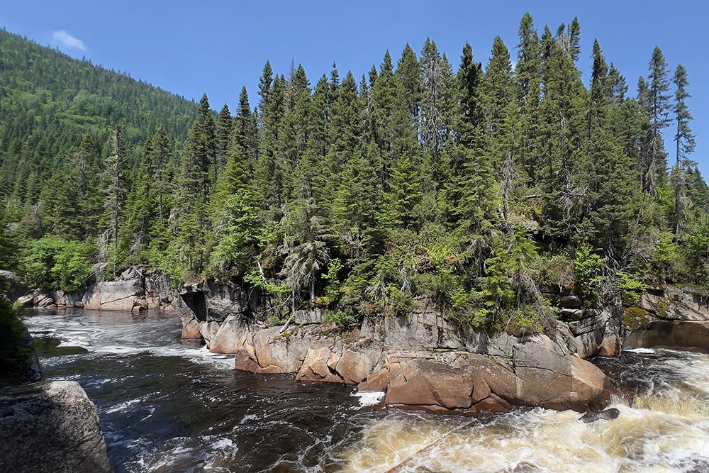 Forêt avec rivière en été