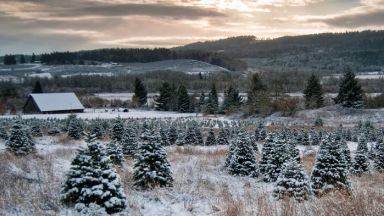 Culture de sapins baumiers