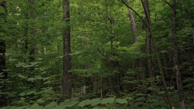 Forêt feuillue