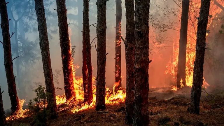 Forêt en flammes