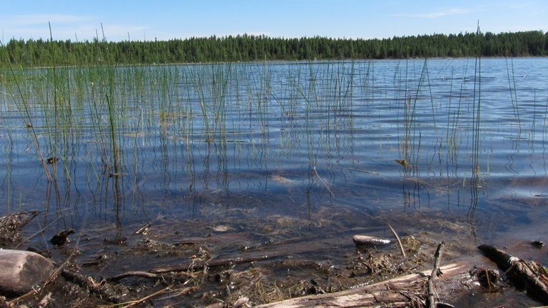 Lac avec des hautes herbes et une forêt en arrière-plan.